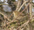 /album/my-local-birding-gallery/feb-2013-chiff-chaff-no-11-jpg/